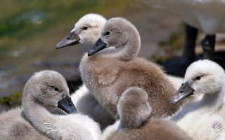 Картинка лебеди, птенцы, природа, водоем, птицы, молодые, животные, лето, гнездо, мягкие