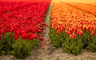 Картинка тюльпаны, цветы, пейзаж, природа, красный, оранжевый, поле, весна, красота, фотография