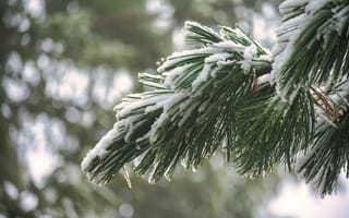 Картинка снег, ель, зима, природа, ветка, лес, пейзаж