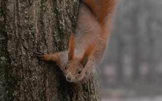 Картинка белка, дерево, природа, животные, лес, осень, фото
