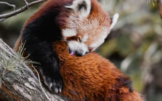 Картинка панда, животные, природа, лес, дерево, мягкий, милый