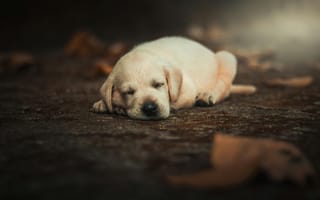 Картинка щенок, собака, спящий, лаборатор, мягкий, природа, осень, питомец