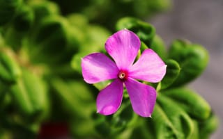 Картинка цветок, природа, розовый, растение, красота, листья, фото