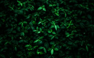 Картинка листья, зелень, природа, фон, растения, темный, текстура