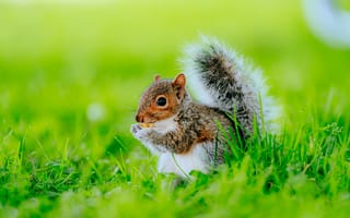 Картинка белка, природа, трава, животные, лес, зеленый, питомцы
