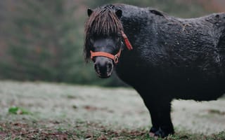 Картинка пони, животные, природа, пейзаж, черный, трава, осень