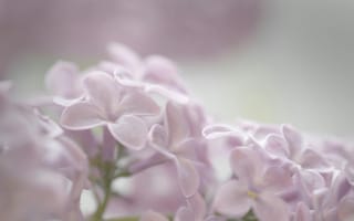 Картинка цветы, сирень, пурпурный, природа, макро, красота, фон