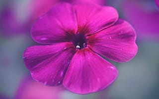 Картинка цветок, пурпурный, природа, красота, макро, растение, фото