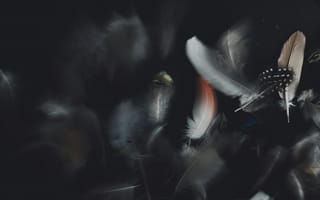 Картинка перья, темный фон, абстракция, мягкость, природа, арт, текстура