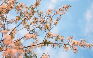 Картинка цветы, небо, весна, природа, дерево, пейзаж, красота
