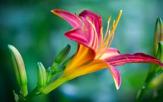 Картинка цветок, природа, лепестки, красота, растение, лето, фото