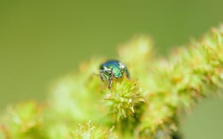 Картинка насекомое, макро, природа, зелёный, фото, растение, детали