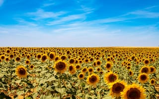 Картинка подсолнухи, пейзаж, небо, цветы, лето, природа, поле