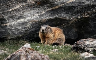 Картинка сурок, природа, животные, горы, камни, трава, дикая природа