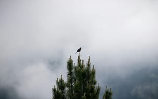 Картинка птица, дерево, облака, природа, пейзаж, небо, тишина