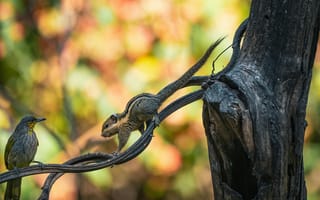 Картинка белка, птица, природа, ветка, животные, лес, фото