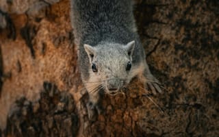 Картинка белка, природа, животные, лес, дерево, дикая природа, фото