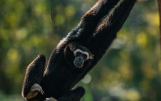 Картинка обезьяна, природа, животные, лес, висит, черный, гибкость