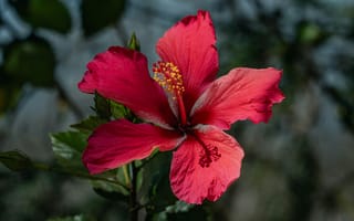 Картинка цветок, гибискус, природа, красный, растение, лето, красота