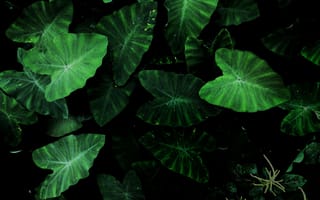 Картинка листья, зелень, природа, фон, растения, темный, текстура