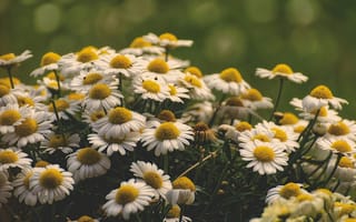 Картинка цветы, ромашки, природа, лето, зелень, сад, красота