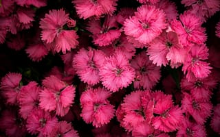 Картинка цветы, розовый, природа, красота, флора, обои, растения