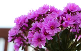 Картинка цветы, розовый, природа, растения, красота, декор, фото