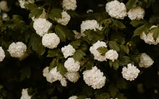 Картинка цветы, белые, природа, растения, листья, сад, красота