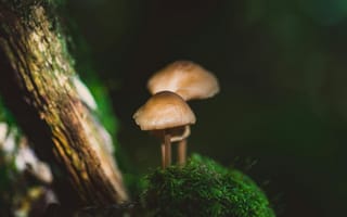 Картинка грибы, природа, лес, мох, микромир, фотография, темнота