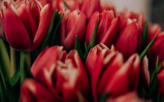 Картинка тюльпаны, цветы, красный, природа, букет, весна, красота