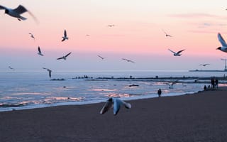 Картинка пляж, море, птицы, закат, природа, пейзаж, отдых