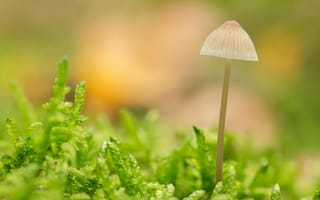 Картинка гриб, мох, природа, фото, растительность, лес, микро