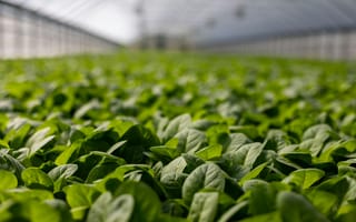 Картинка зелень, растения, теплица, овощи, природа, сад, экология