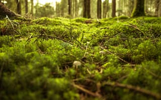Картинка лес, мох, природа, деревья, пейзаж, земля, освещение