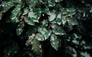 Картинка листья, капли, зелень, природа, вода, фото, обои