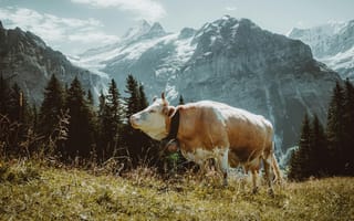 Картинка корова, горы, природа, пейзаж, лес, альпы, животные