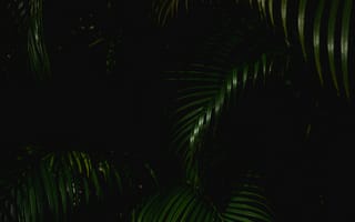 Картинка листья, растения, природа, темный, фон, зелень, текстура