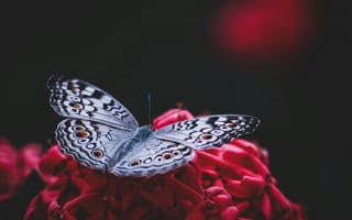 Картинка бабочка, цветы, природа, красный, макро, красота, флора