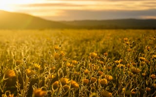 Картинка цветы, пейзаж, закат, природа, поле, лето, солнце