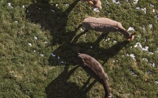 Картинка животные, пейзаж, трава, овцы, природа, зима, тени