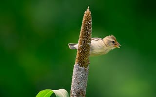 Картинка птица, природа, зелень, фото, обои, животные, пейзаж