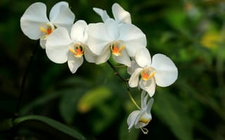 Картинка орхидея, цветы, природа, белый, растение, красота, фото
