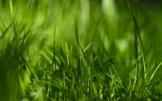 Картинка трава, зелень, природа, фон, лето, мягкий, пейзаж