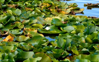 Картинка водяные лилии, листья, природа, водоем, цветы, зелень, пейзаж