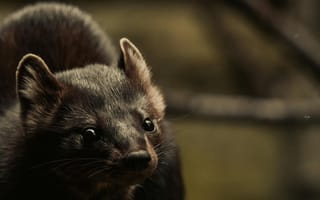 Картинка животное, фото, природа, лес, дикое, млекопитающее, фотография