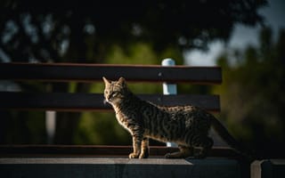 Картинка кот, природа, животные, пейзаж, уличный, свет, фото