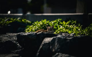 Картинка кот, природа, камни, зелень, отдых, животные, солнце