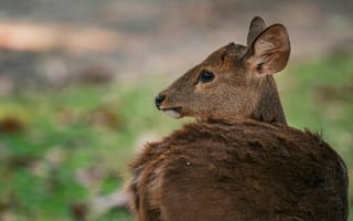 Картинка олень, природа, животные, фото, пейзаж, дикие животные, красота