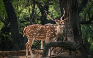 Картинка олень, природа, лес, животные, дикие, фотография, пейзаж