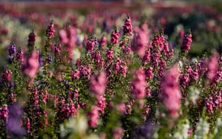 Картинка цветы, пейзаж, природа, лето, красота, фото, обои